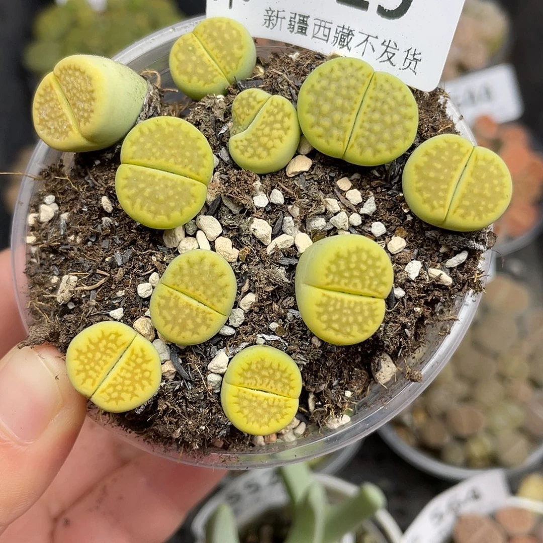 629000000花花花花花