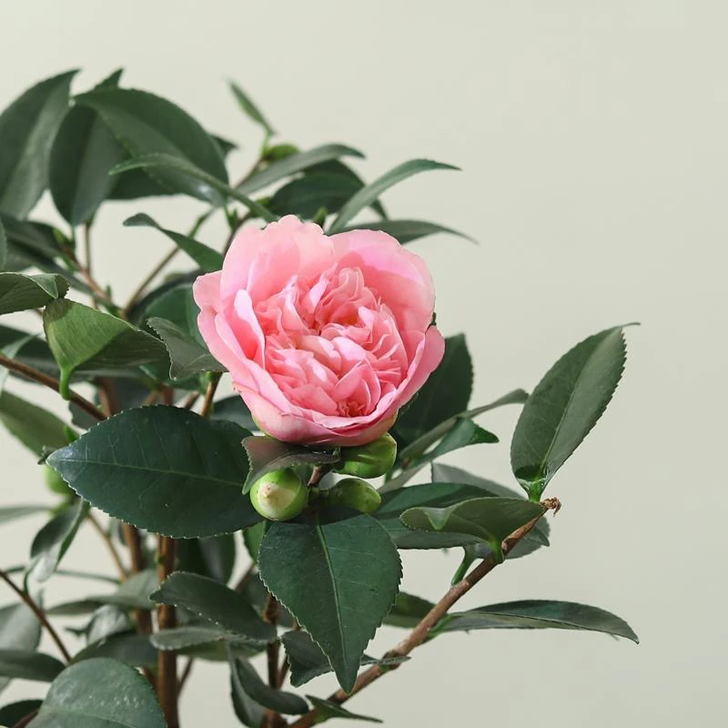 香妃山茶花树苗带花苞可室内外种植四季开花花卉植物