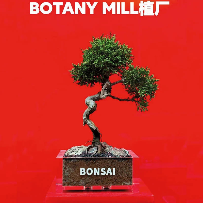 小品掌中树 微盆景济州柏 室内桌面造型艺术盆景 含盆栽好 植厂
