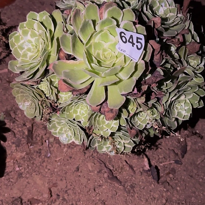 645万花筒多肉植物不售后