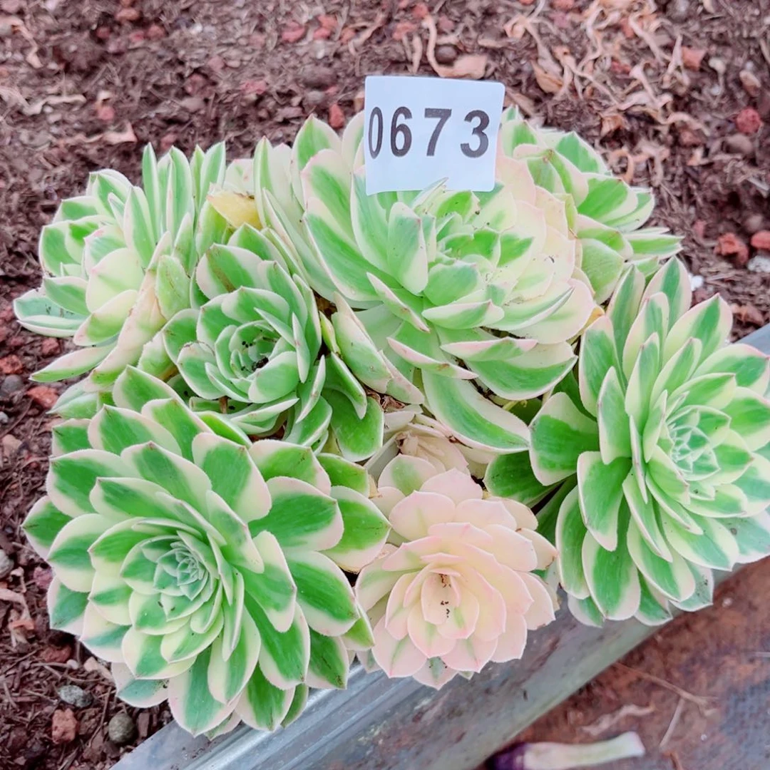伊丽莎白多肉发货