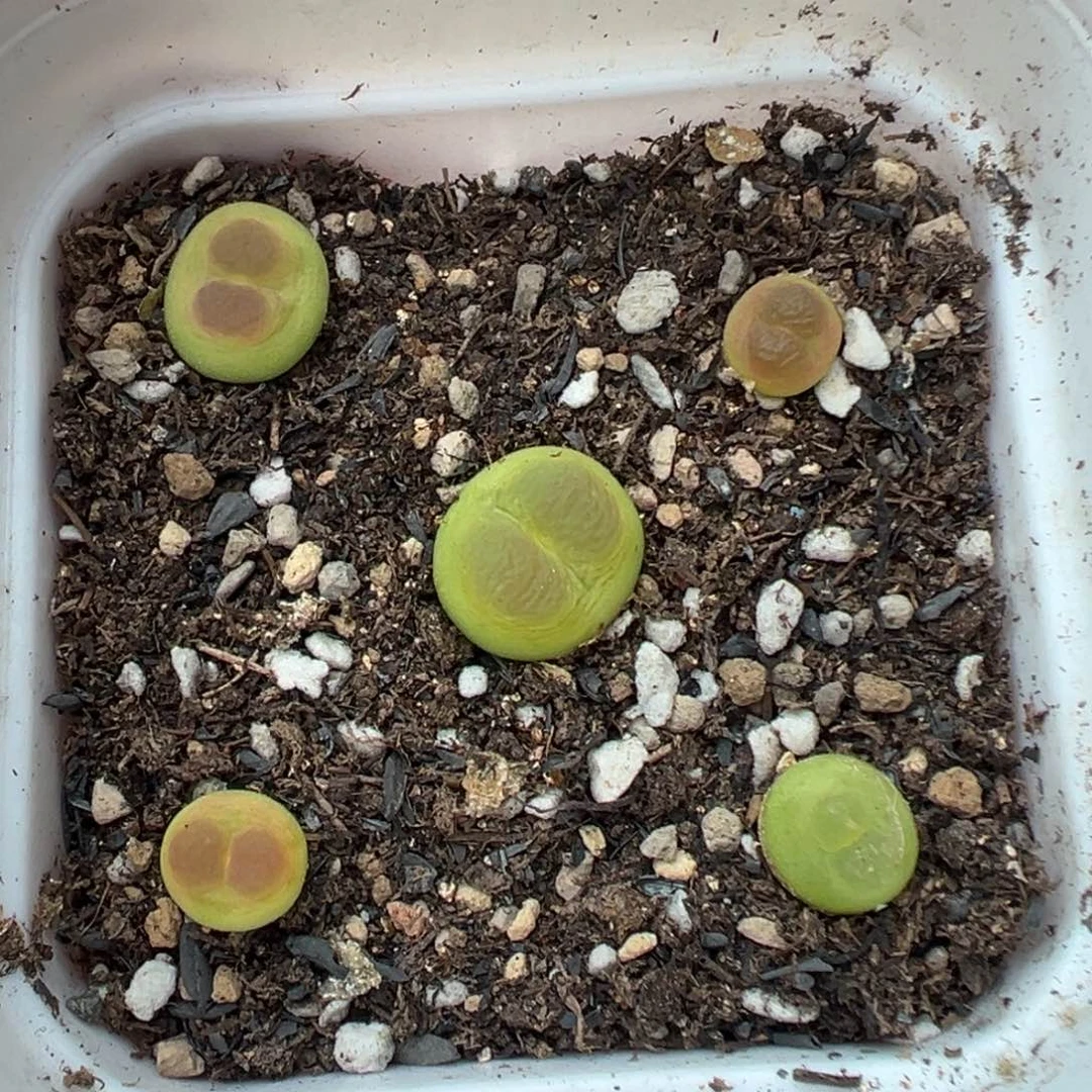 755拉登带盆土发货