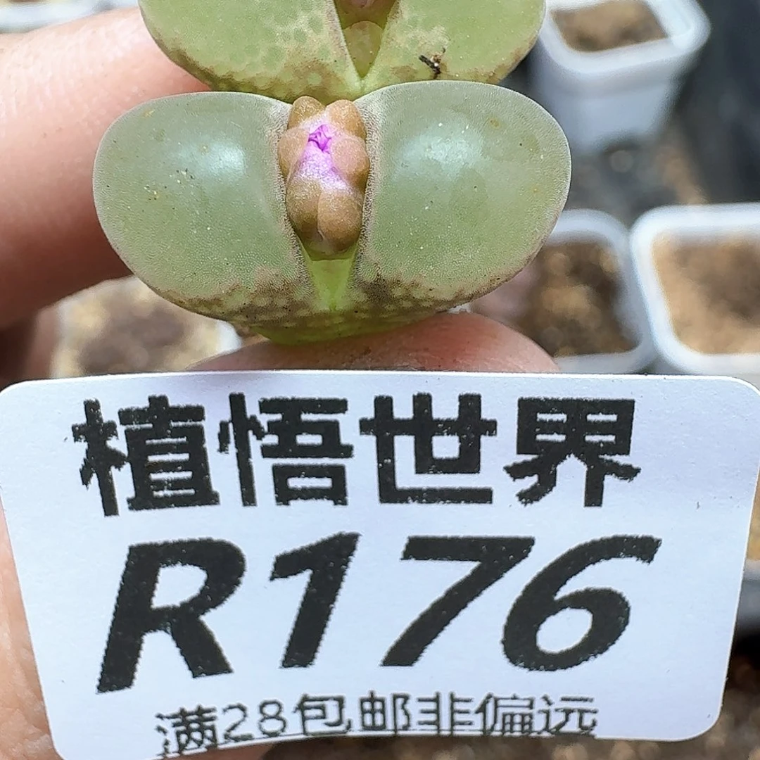 多肉植物的润泽植物hjj