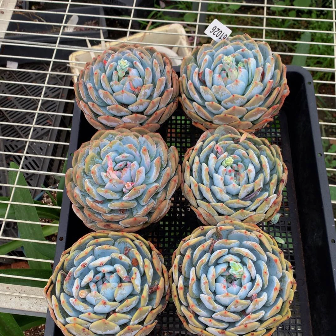 刘*雨61026牛哥六个嗯嗯嗯嗯好