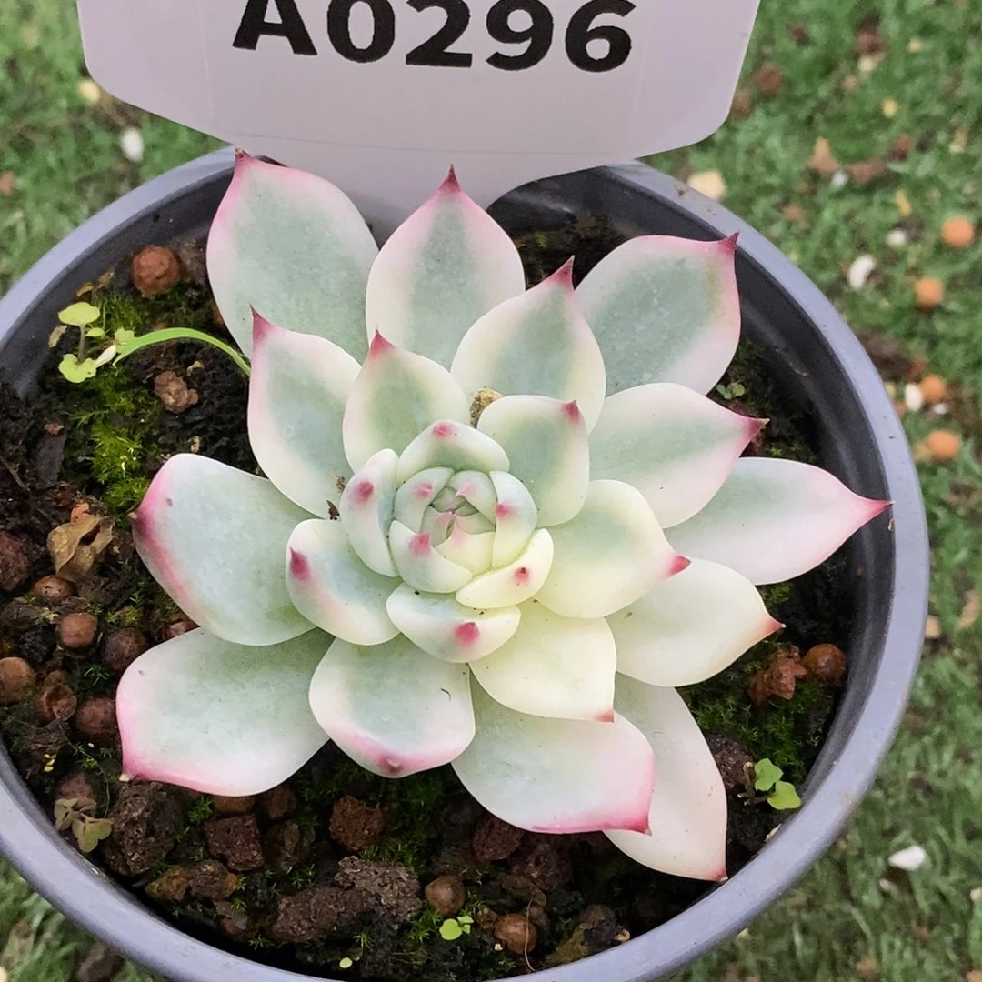 296娃娃哈哈哈哈哈