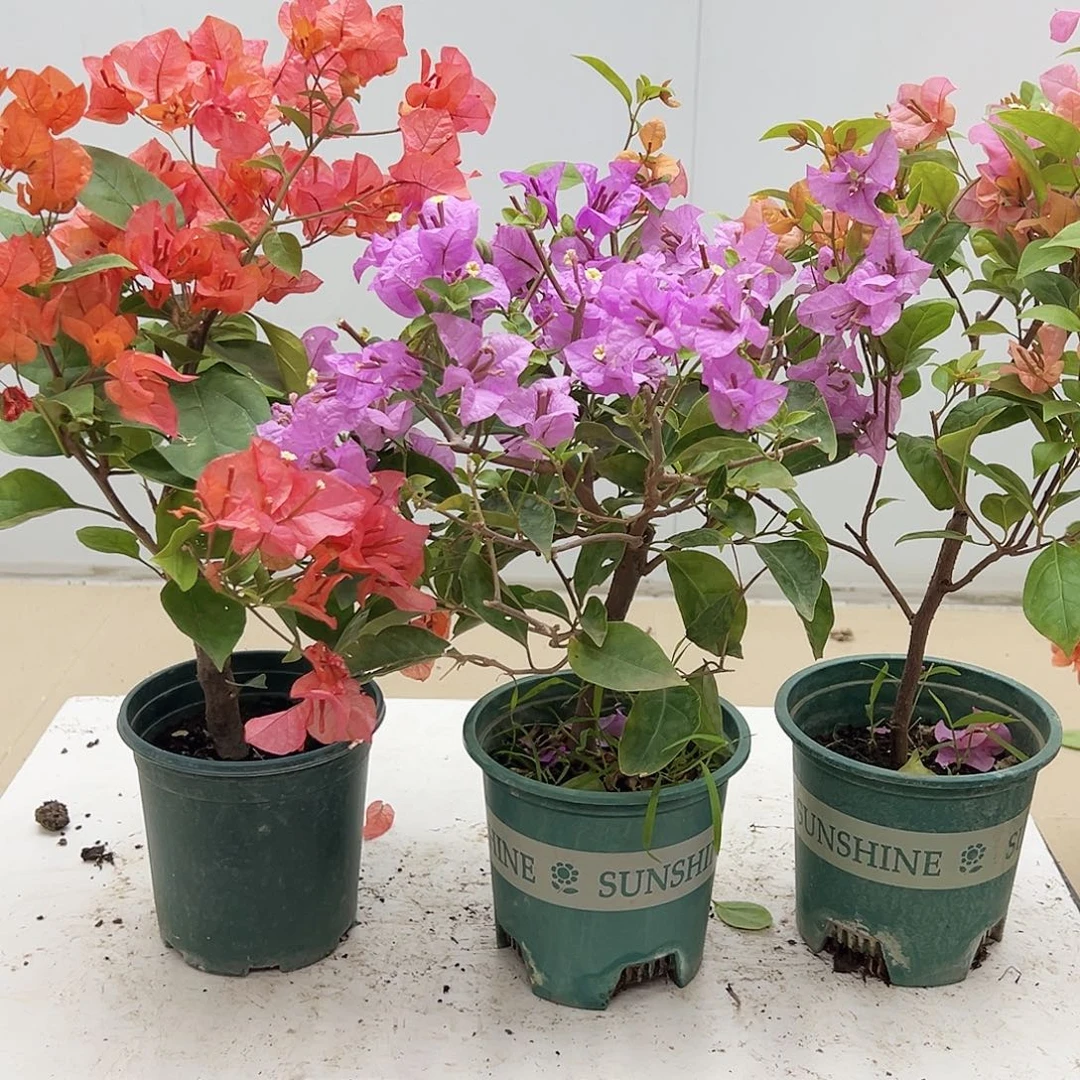 大部分花苞少量开放波妹，雪紫，金发女郎