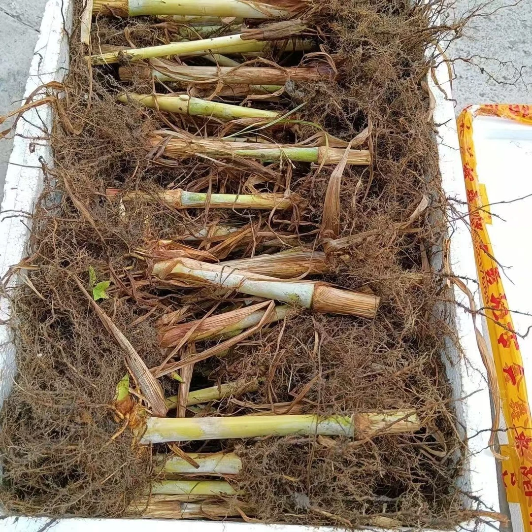 无绒毛甜象草3号老草蔸种苗多年生高产牧草金华粮草红象草