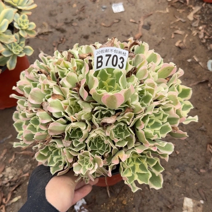 白凤……多肉植物……