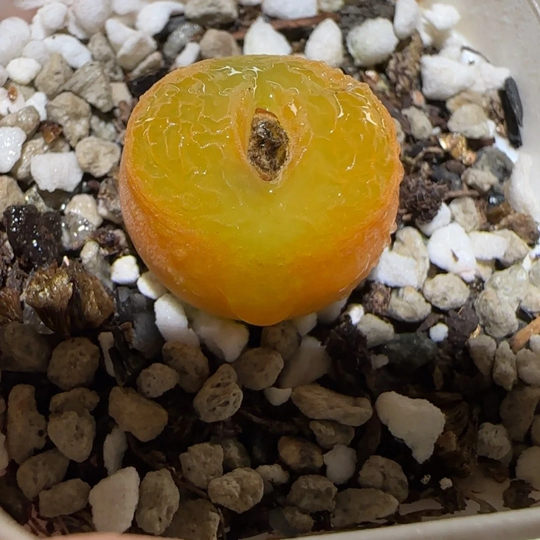 肉锥多肉植物百科-1478