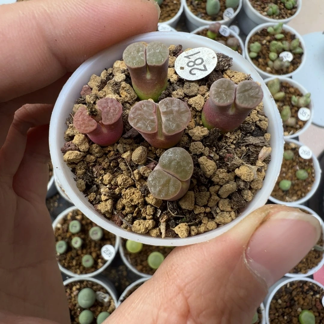 班克雪花磁铁5颗带盆土28100000