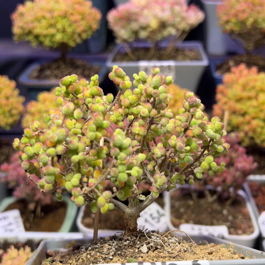 【闪购商品】W****gd963糖球白糊斑锦开播福利价