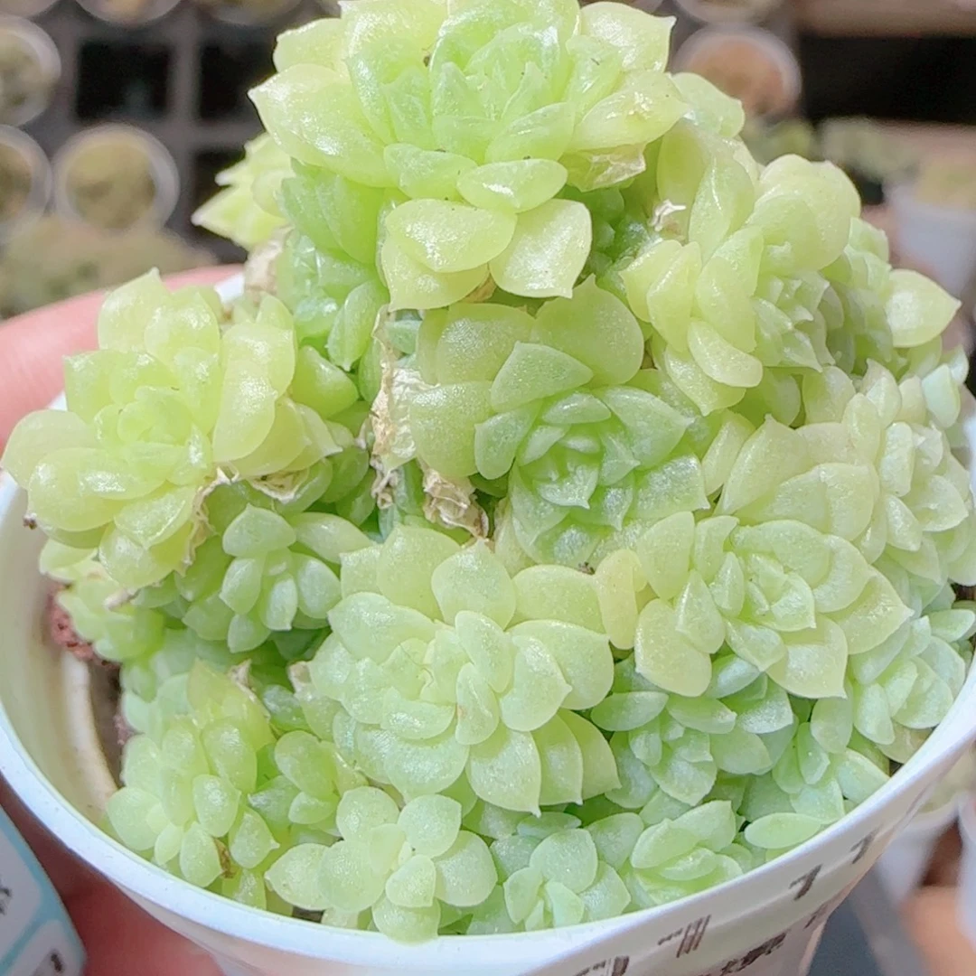 花语逸镜1115-191散