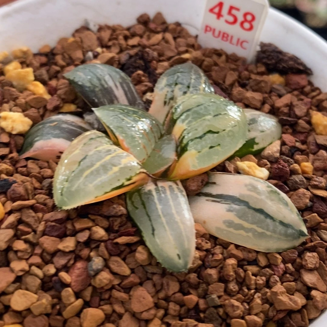 458号亲指姬锦多肉