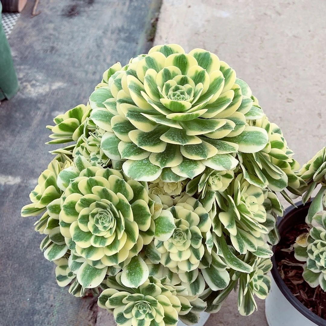 法师多肉植物f s