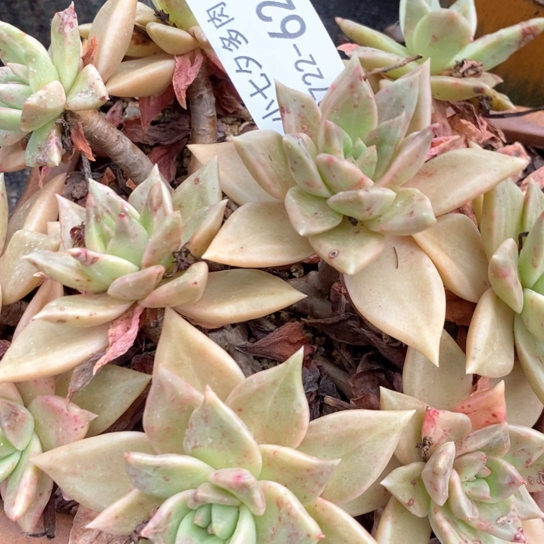 记得拍冷链表丽娜62