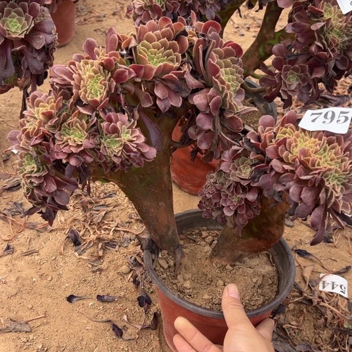 欧缀多肉植物795.