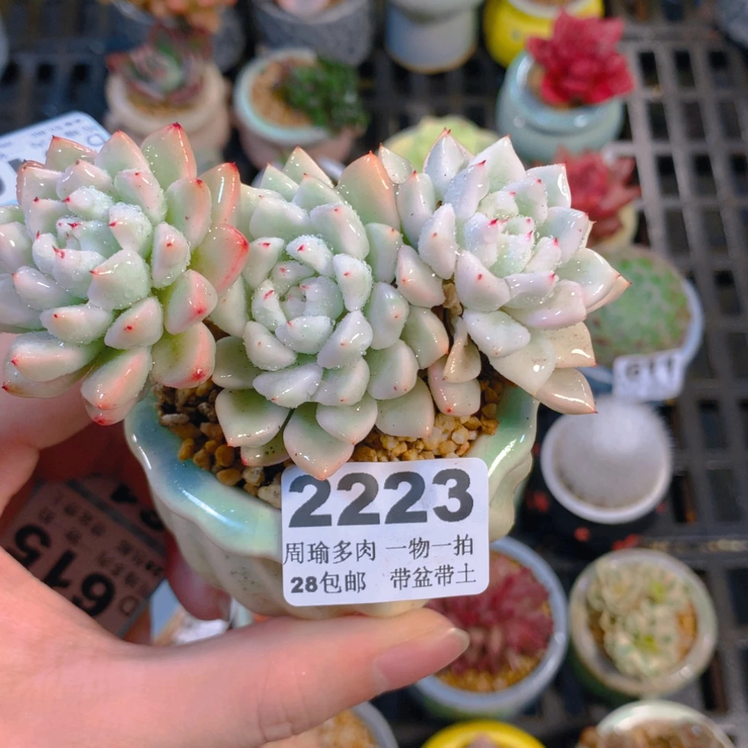 5厘米盆精控多肉2223