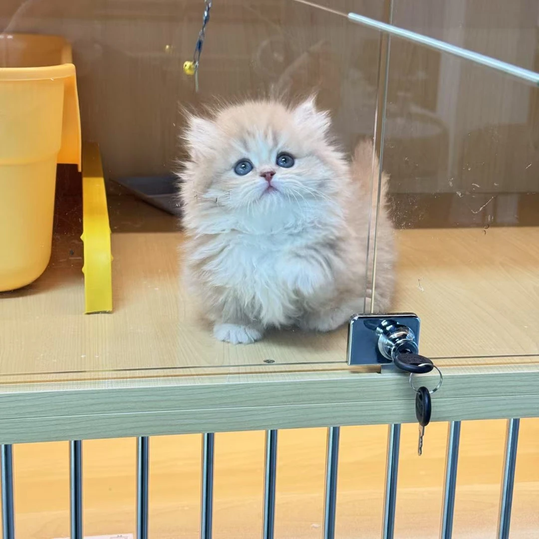 （小凯说猫）猫咪活体猫崽