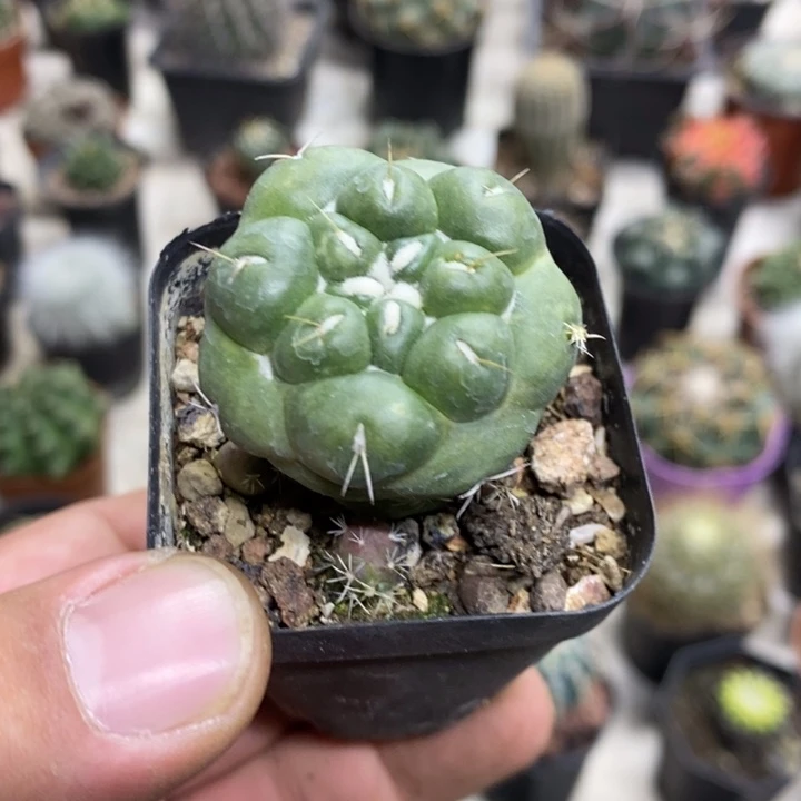 无刺象牙特价福利