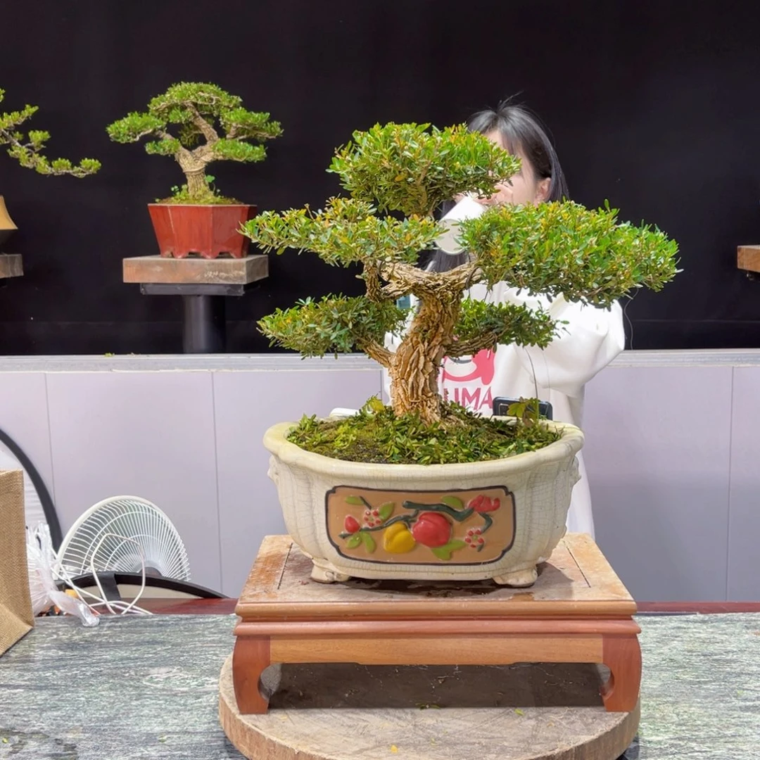 四季常青老桩黄杨盆景