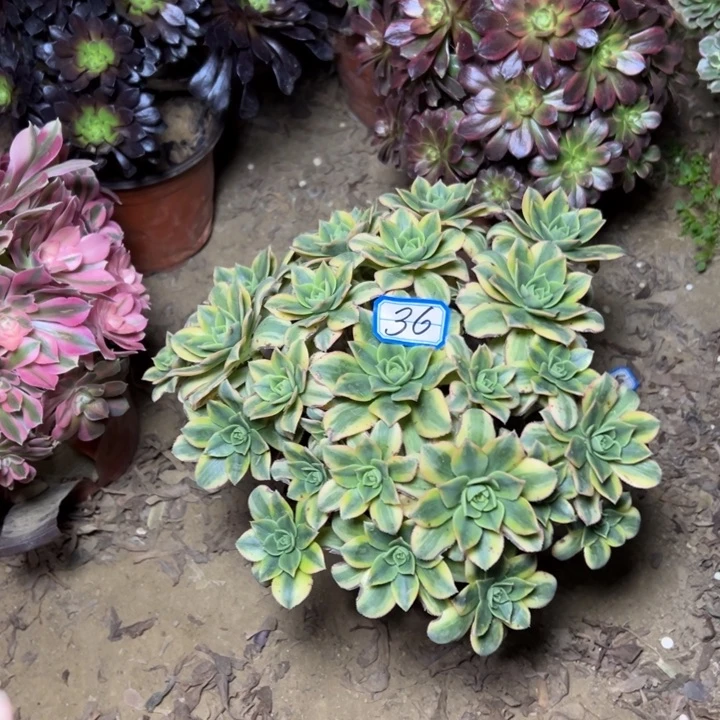 ****宝多肉植物星爆36法师