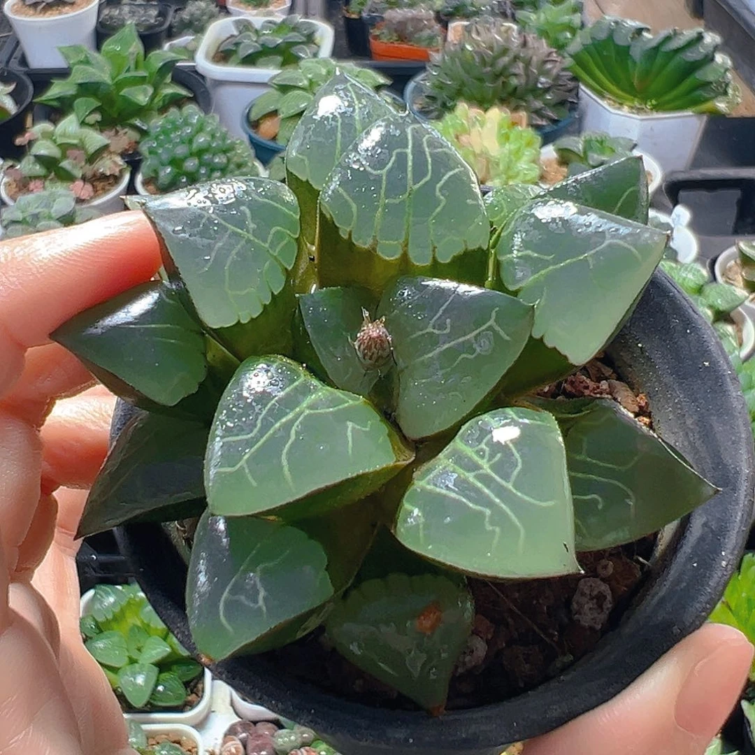 5941多肉植物一颗多肉