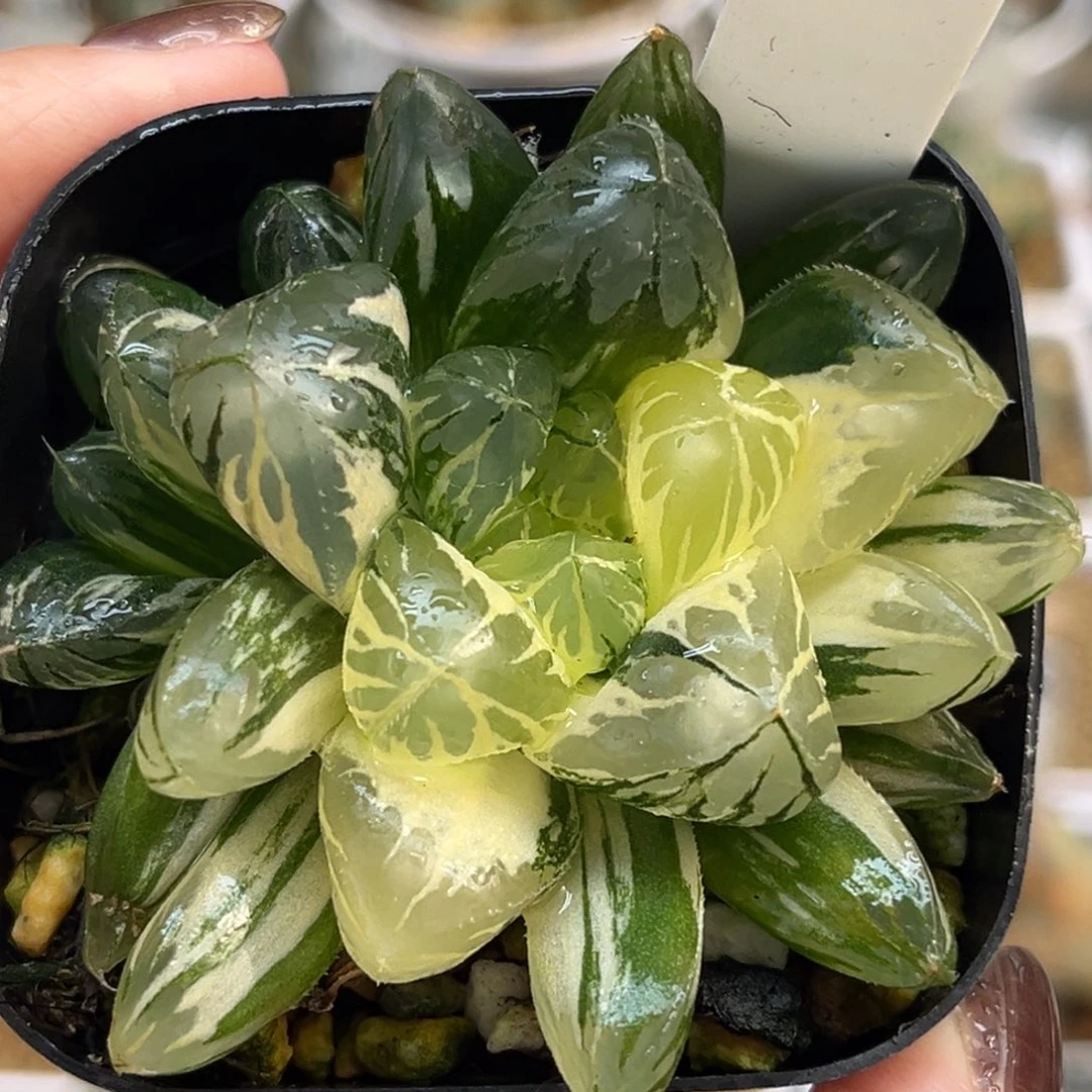 61巨大水晶灯玉露锦带仔福利专场