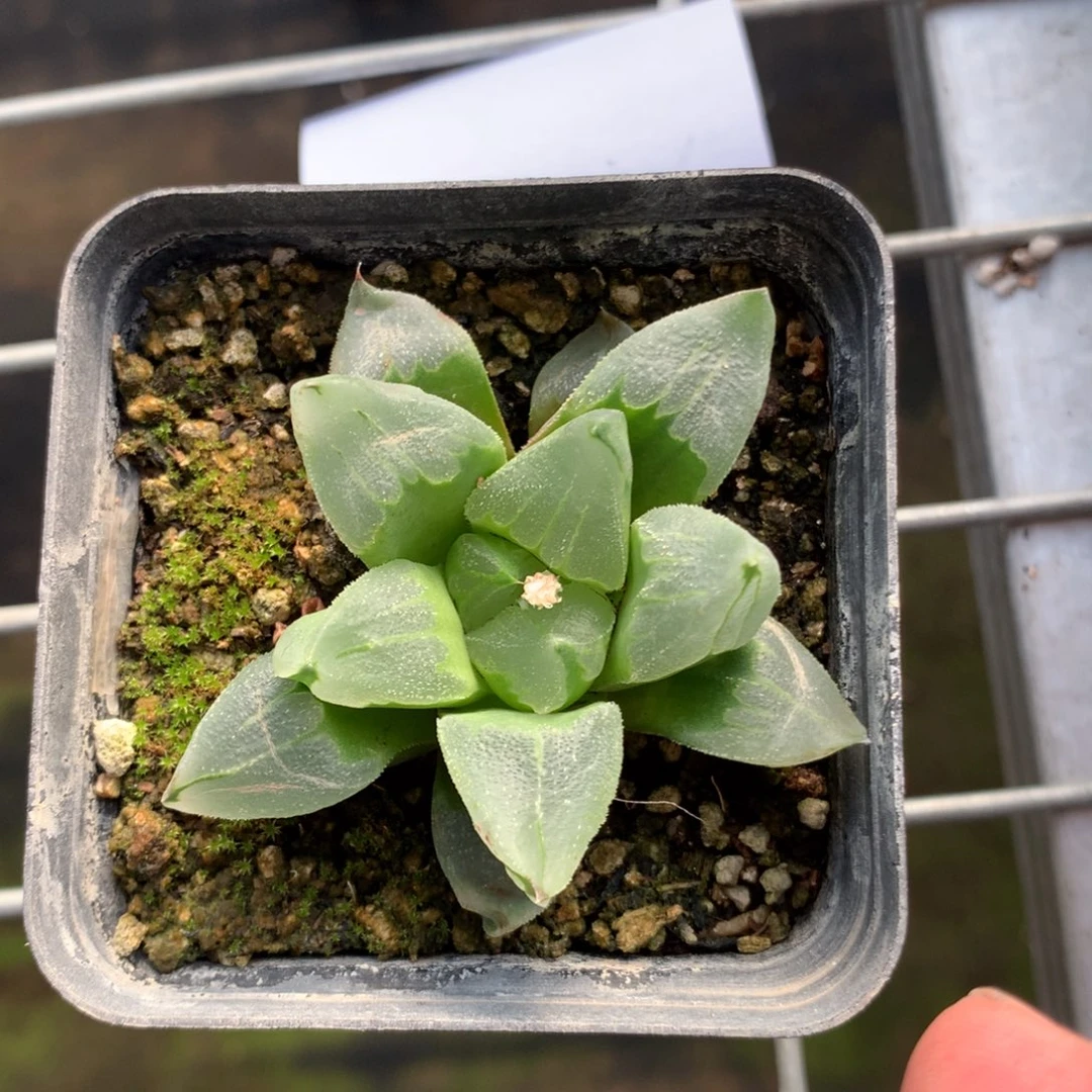 冰城一颗。  随机发货。  福利。