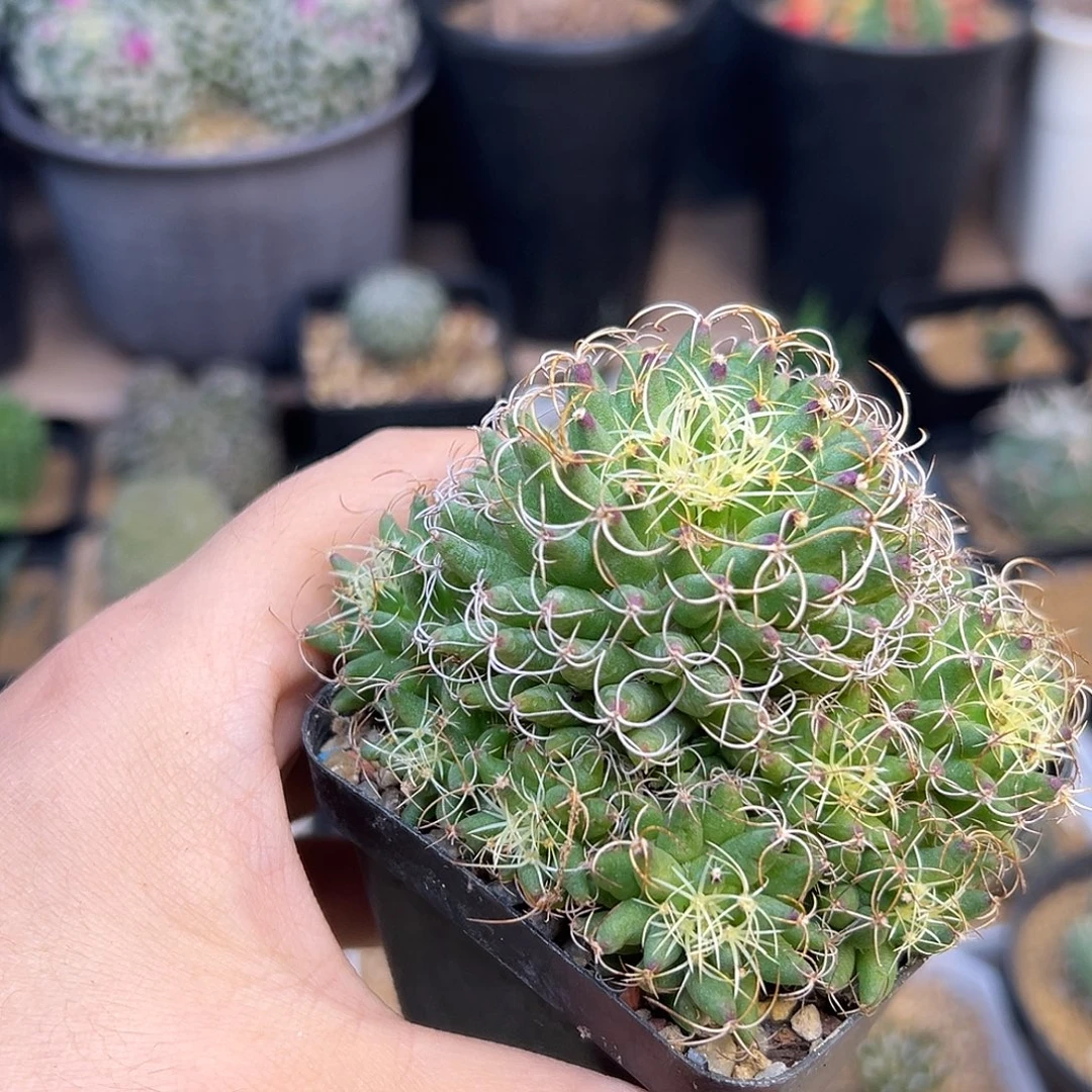 大群秦丝一颗一颗