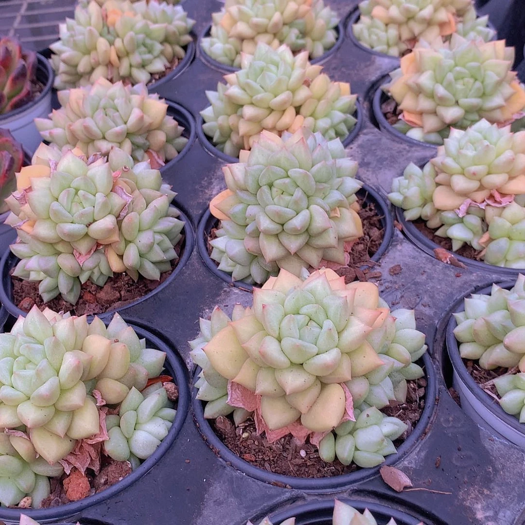 黄金象牙356678889“o