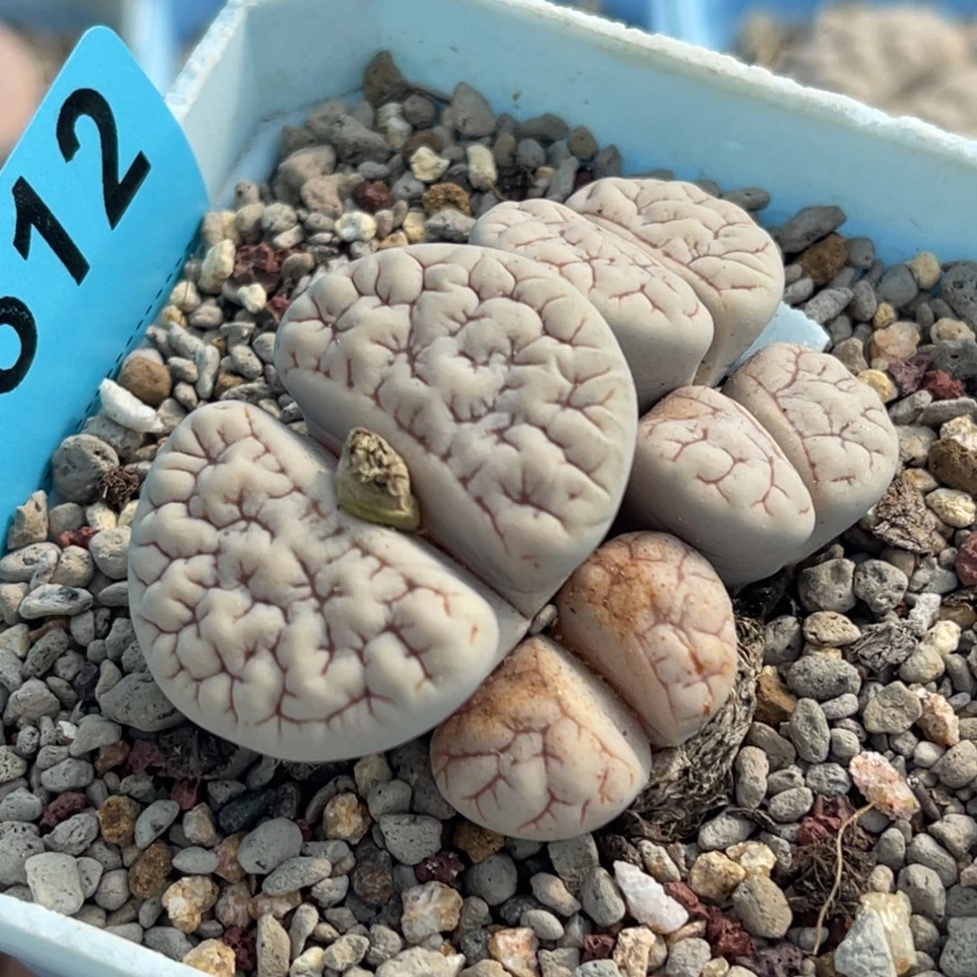 2512四头荒群一棵