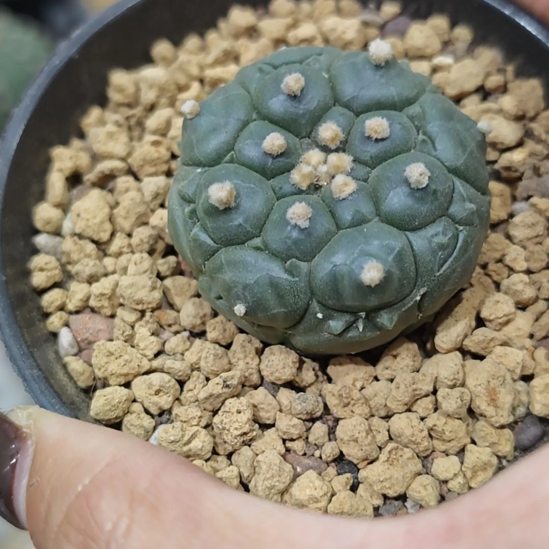 实生根龟甲琉璃兜