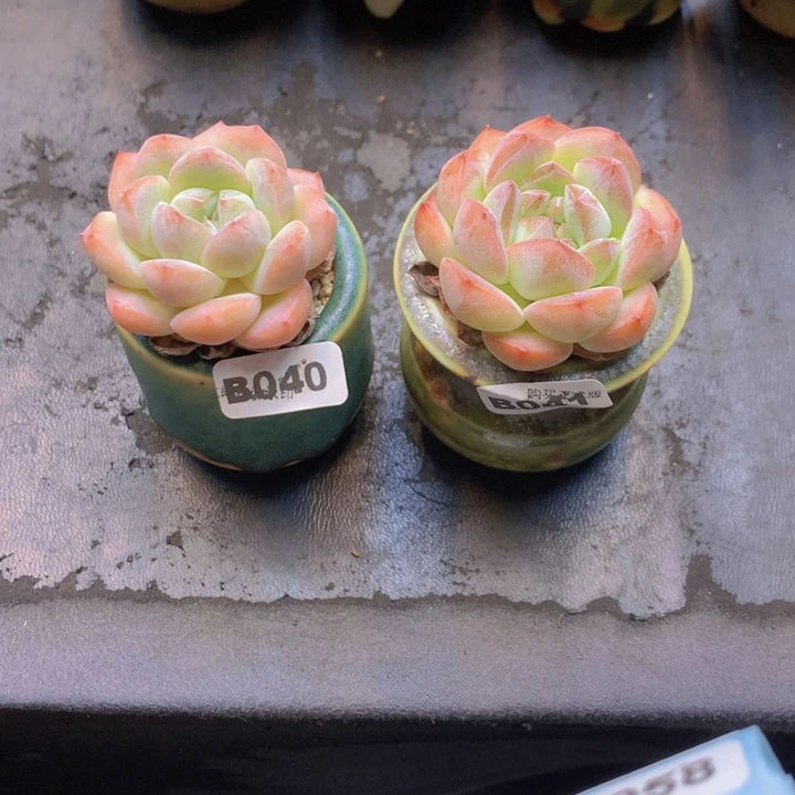 以***免一物一拍含盆土满38包邮B041/040