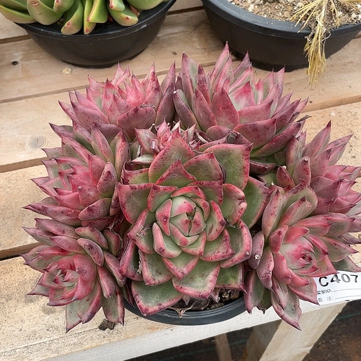 若如东云单拍C407