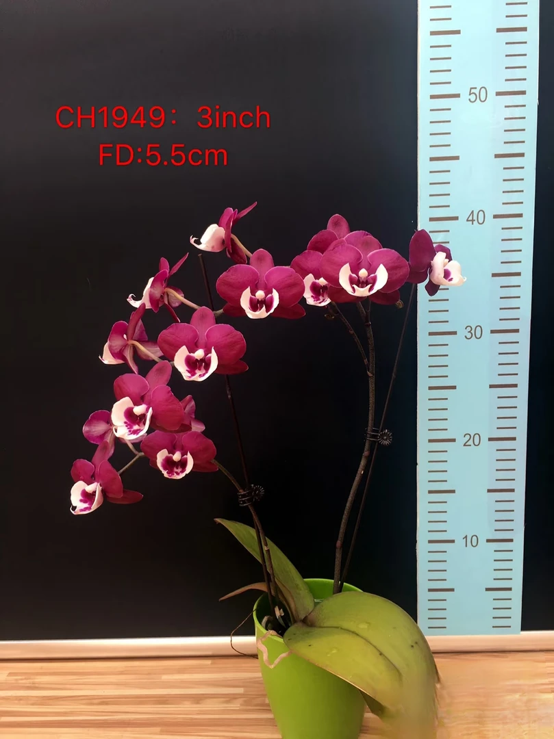 超群1949小狐仙蝴蝶兰3.5寸杯（带花剑）壮根