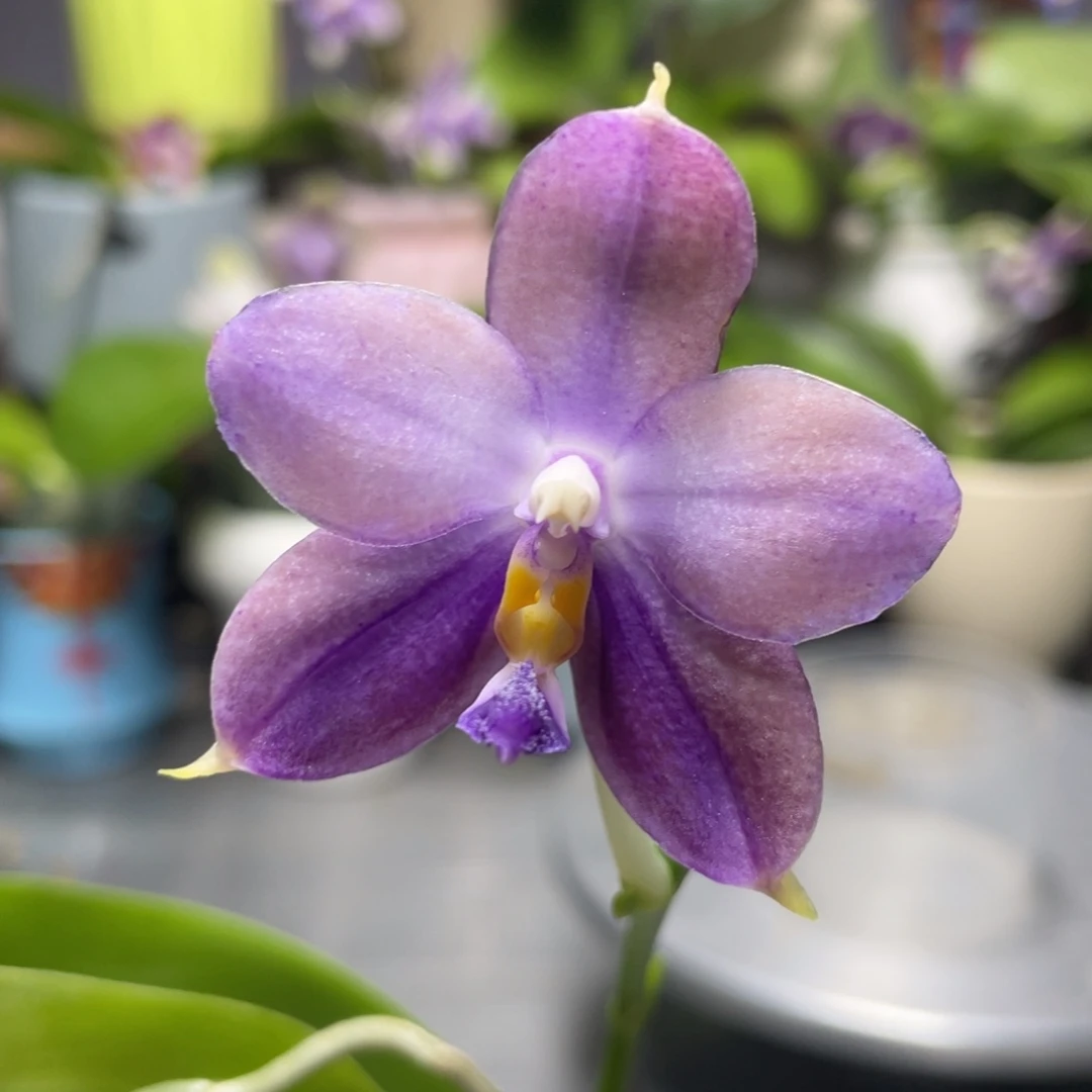 完全开放鱼鱼交蓝鸟