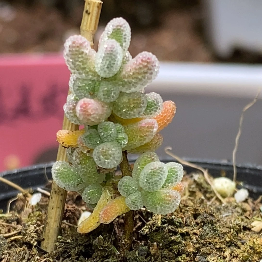 沐*づ冰晶杂枝干番杏D153