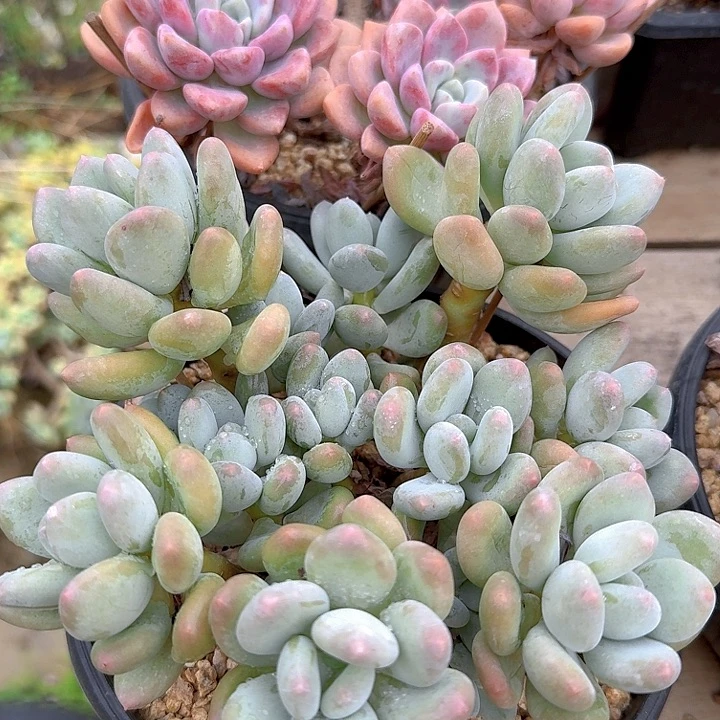 糖豆美人多肉植物的