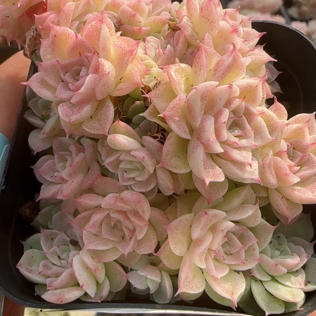 花语逸镜0118-216