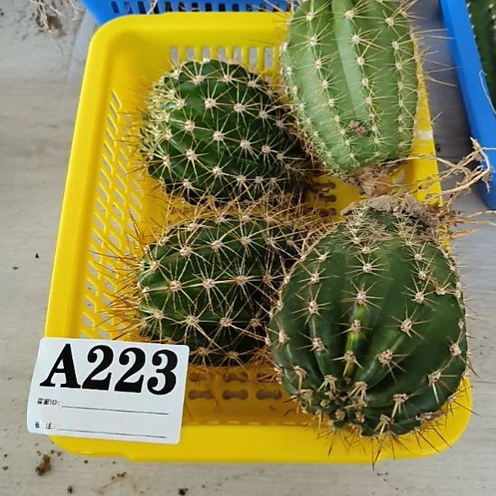 当前无花栽培后可以开花a223