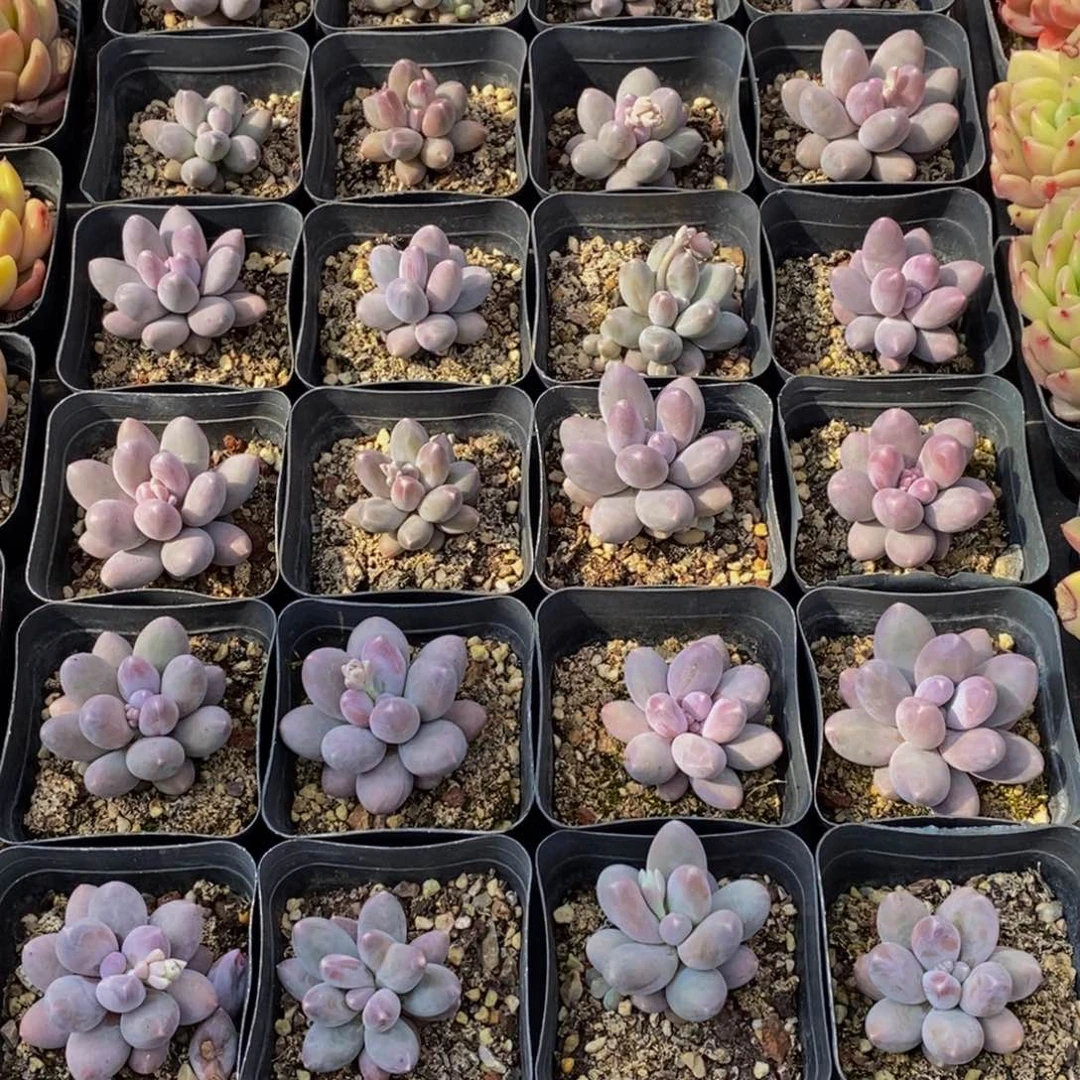 ?*娇747的人生态度是一