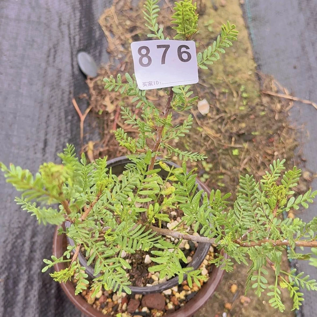【闪购商品】喔**哟块根植物