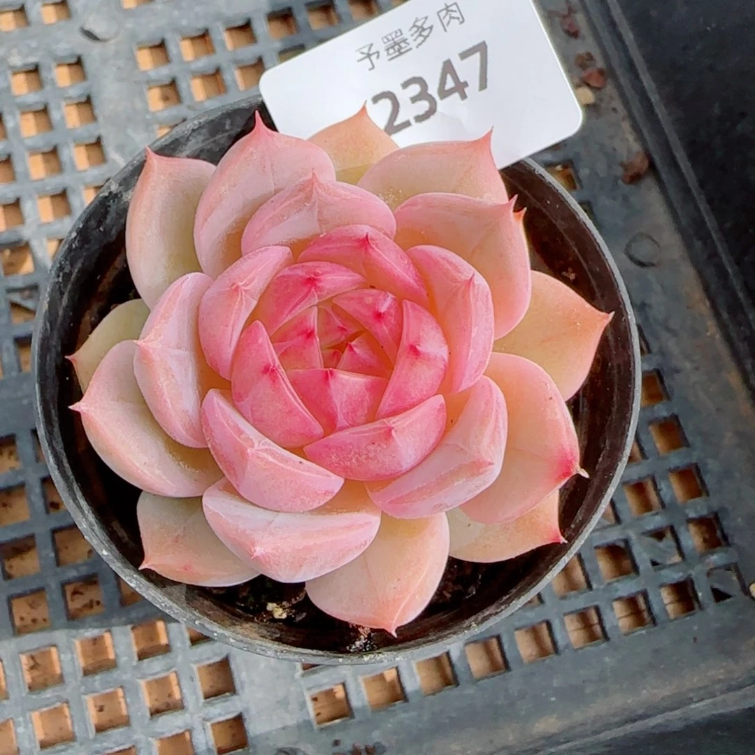 孤品，2347多肉植物