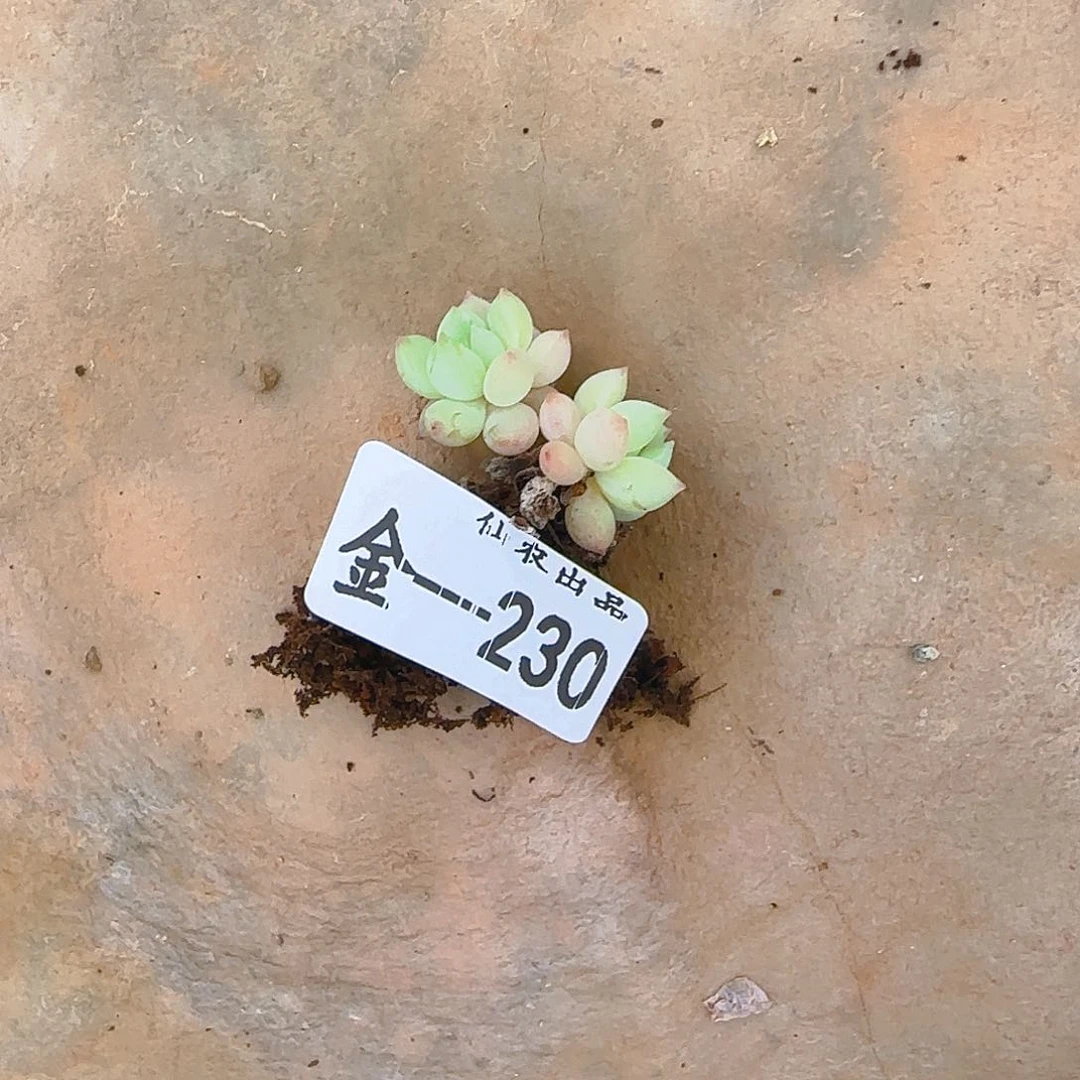 卉****）糖豆，230，仙农出品