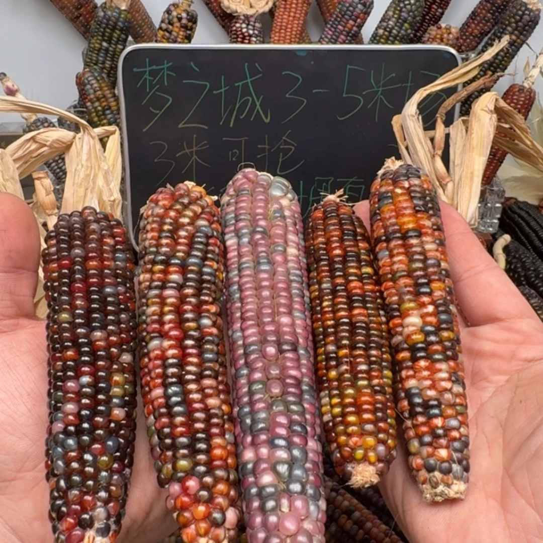 柏香籽/百香籽吊坠一****.