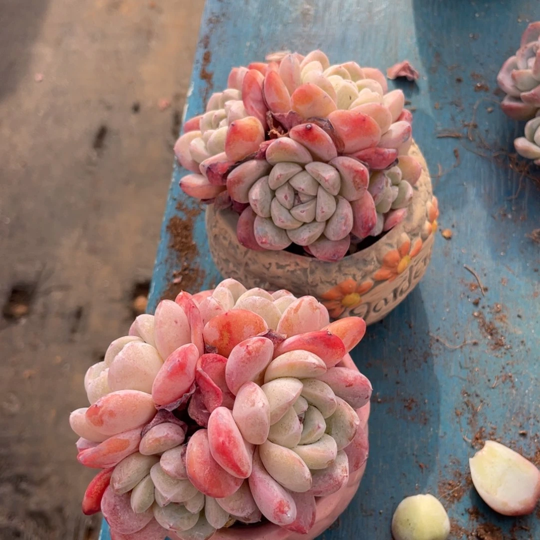 努****头冰玉2个一组