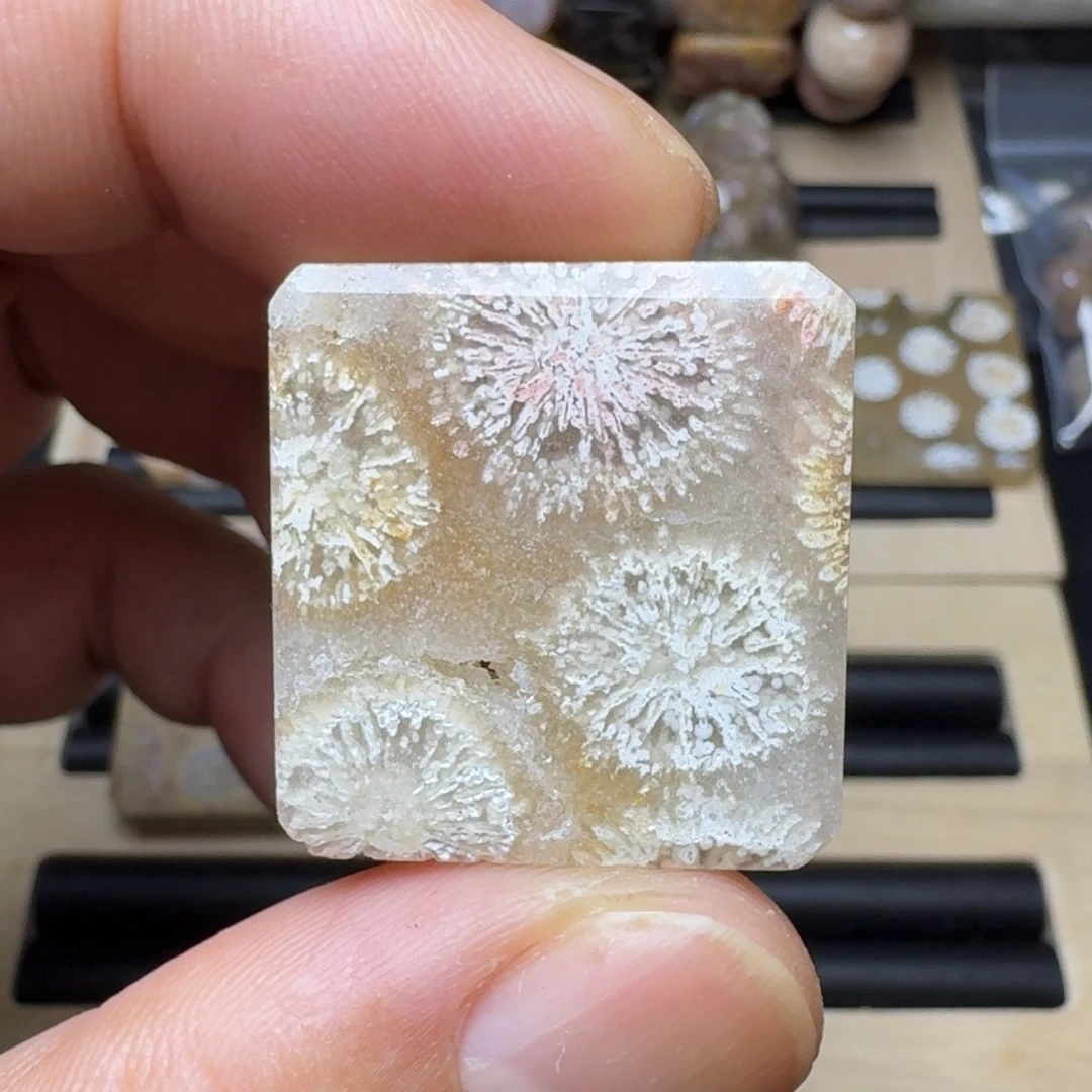 硅化珊瑚（珊瑚玉）未镶嵌纯天然色有机玉石保真色