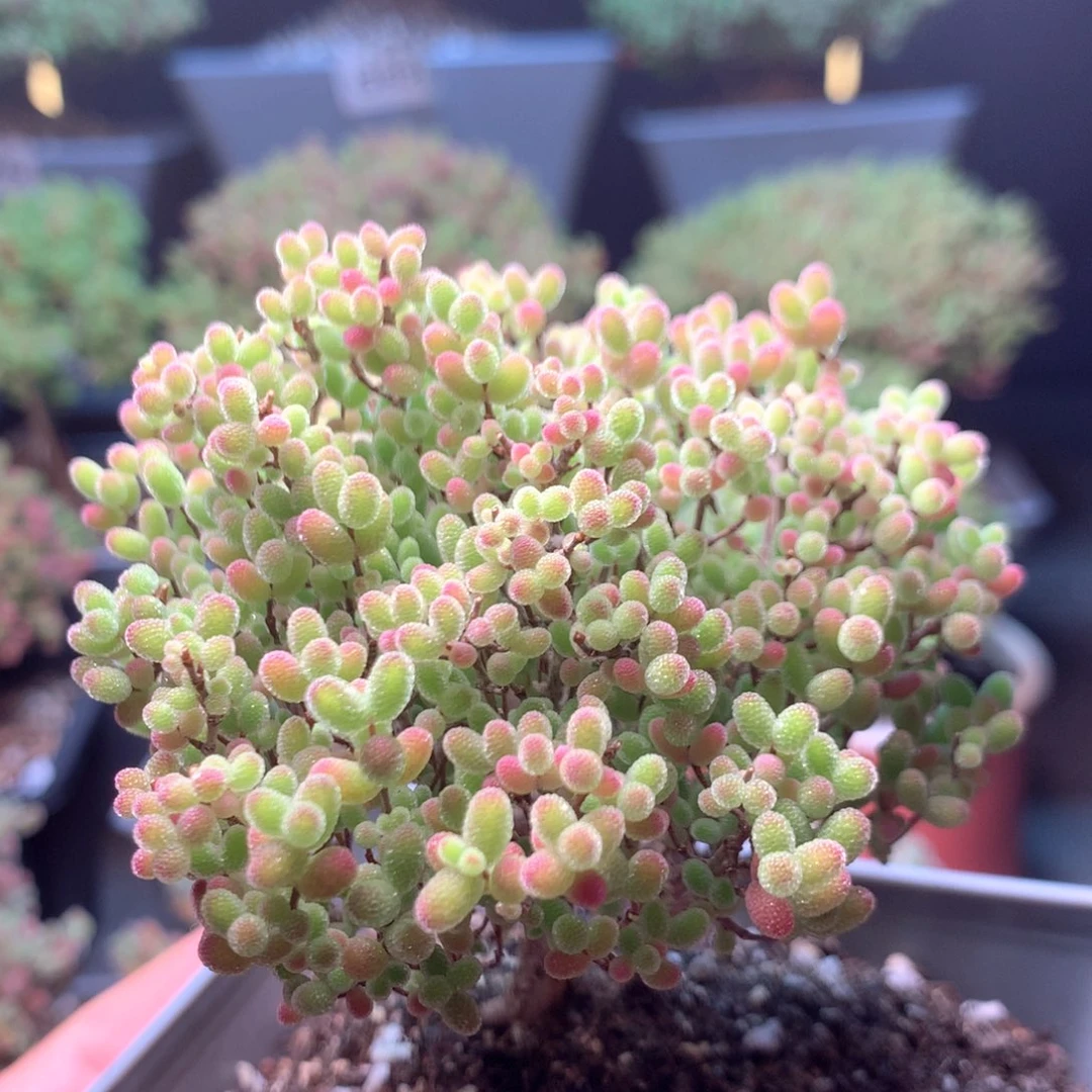 703蜜橘糖球。            