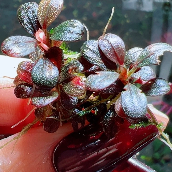 福利3号福利价植物一头