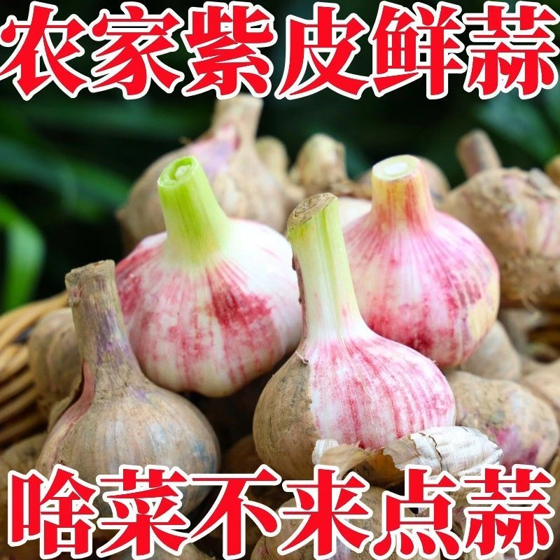 2025紫皮新鲜大蒜云南鲜蒜红皮多瓣蒜糖醋农家香蒜